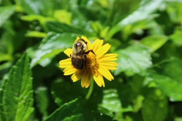 Bumblebee on yellow flower in Florida nature, closeup