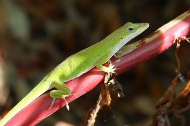 Florida doğasındaki bitki dalında dinlenen yeşil anole kertenkelesi.