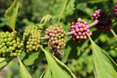 Florida 'daki Callicarpa bitkisindeki böcek doğal yeşil arka planda.
