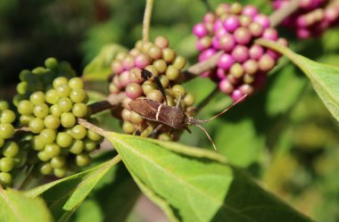 Florida 'daki Callicarpa bitkisindeki böcek doğal yeşil arka planda.
