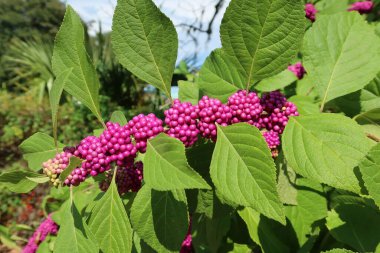 Florida doğasında güzel mor callicarpa üzümleri, yakın plan