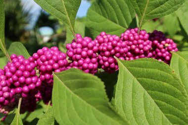 Florida doğasında güzel mor callicarpa üzümleri, yakın plan