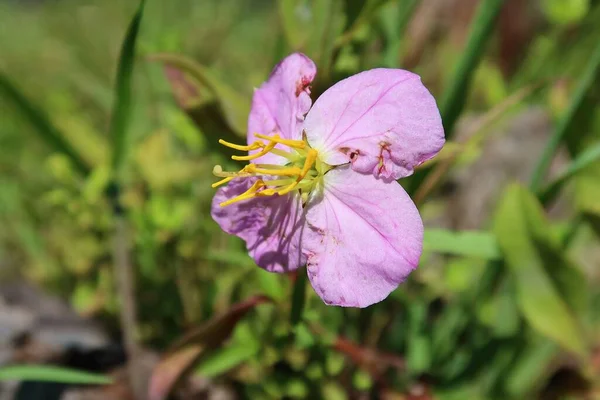 Beautiful Pink Wildflower Natural Green Background Florida Wild — Stock Photo, Image