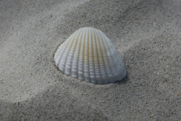 Leichte Muschel Sand Strand Von Florida Nahaufnahme — Stockfoto