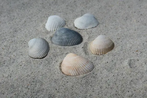 Морські Мушлі Піску Пляжі Флориди — стокове фото