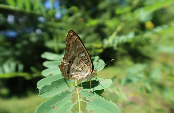 Piękny Tropikalny Paw Motyl Liściach Sesbania Florydzie Natura — Zdjęcie stockowe