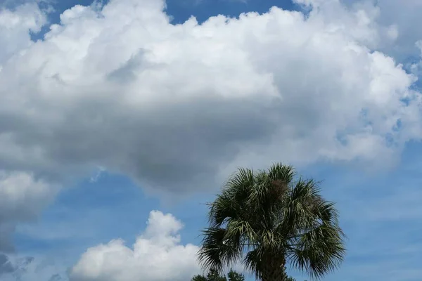 Beautiful Blue Sky Background Fluffy Clouds Florida Nature — Stock Photo, Image