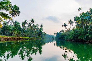 Palmiye ağaçları, hindistan cevizi ağaçları ve durgun suyla yemyeşil Kanyakumari Bölgesi, Tamil Nadu, Hindistan.
