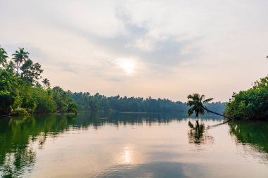 Palmiye ağaçları ve hindistan cevizi ağaçları ile yemyeşil bir arazi Kerala Hindistan 'dan