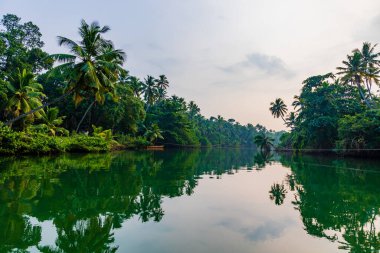 Palmiye ağaçları ve hindistan cevizi ağaçları ile yemyeşil bir arazi Kerala Hindistan 'dan