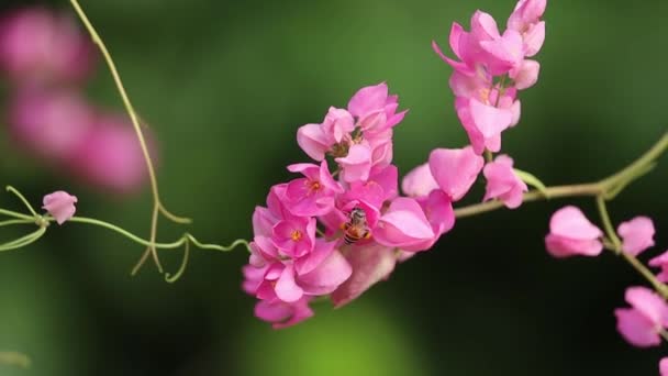 난쟁이 꿀벌인 아피스 레아의한 일개미는 방향으로 분홍색 멕시코의크 레이퍼 꽃에서 — 비디오