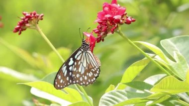 Asya 'da bulunan bir kelebek olan çikolatalı kaplan, güneş altında bulanık yeşil arka planda kırmızı gökkuşağı veya baharatlı Jatropha çiçeklerini tozlaştıran bir nektar buluyor.. 