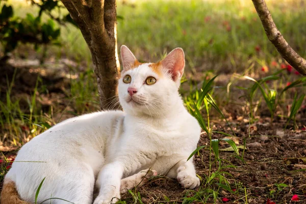 A Siamese white cat with orange points on its head, ears and tail is laying, playing on the ground in the yard and staring something above. It has golden eyes and a short, smooth and close-lying coat.