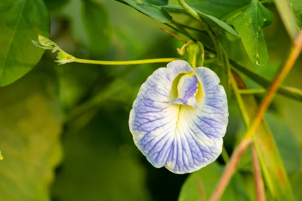 Různorodý Motýlí Hrášek Clitoria Bílou Fialovou Kvetoucí Květinou Vzácný Druh — Stock fotografie