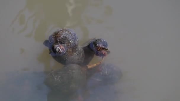 Golden Apple Snails Channeled Apple Snails Type Freshwater Snail Floating — Stock Video