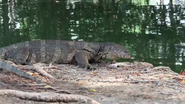 Asian Water Monitor Lizard Sunning Watercourse Bank Sticking Its Tongues — Stock Video
