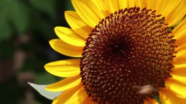 Çiçek açan bir cüce sarı ayçiçeği, Helianthus annuus, üzerinde bal özünü bulan bir çiçek, esintinin esintisiyle yavaşça hareket ediyor, fotokopi uzayına yakın çekim..