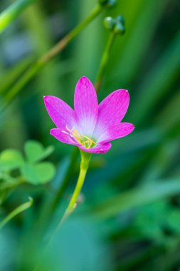 Single blooming pink rain lily, zephyranthes minuta, flower on natural blurred green background with soft focus.