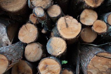 Ormana istiflenmiş odun yığını