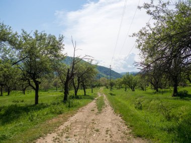 Romanya 'nın güzel çevresindeki, güzel tarım arazileri ve sağlıklı çiftlik hayvanlarının ideal kırsal manzarası