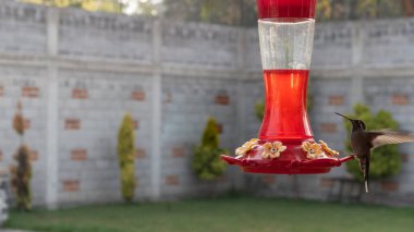 Nektarla beslenen sinekkuşu hızla kanat çırpıyor.