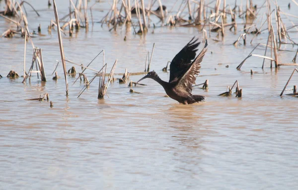 Plegadis falcinellus или Glossy ibis расправляет крылья, чтобы загорать в болоте в Национальном парке Донана, Испания. — стоковое фото