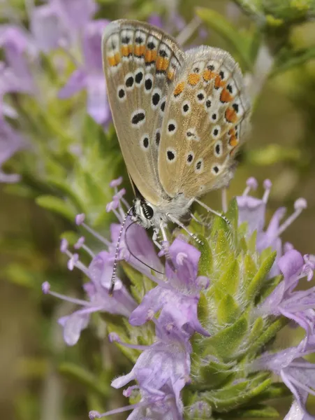 Motyl, Southern Brown Argus, Aricia cramera usiadła na tymianku. — Zdjęcie stockowe