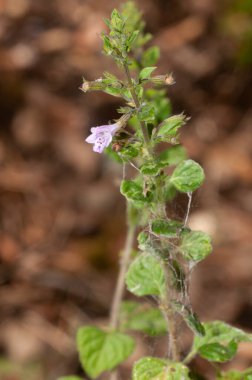 Daha az kalamint, Clinopodium nepeta veya Calamintha nepeta çiçeği.