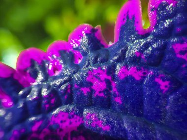 Coleus bitkisinin pankart arkaplan resmi. Kırmızı damar yaprakları.