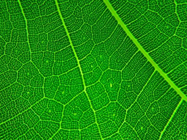 Bir yaprağın detaylı görüntüsü. Tasarım efekti için makro resim. Damarı, göbeği ve bıçağı kapat..