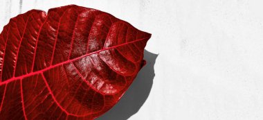 Bir yaprağın detaylı görüntüsü. Tasarım efekti için makro resim. Damarı, göbeği ve bıçağı kapat..