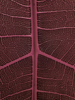 Bir yaprağın detaylı görüntüsü. Tasarım efekti için makro resim. Damarı, göbeği ve bıçağı kapat..