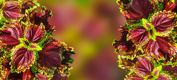 Баннерное Фоновое Изображение Растения Карнавального Колья Красные Вены — стоковое фото