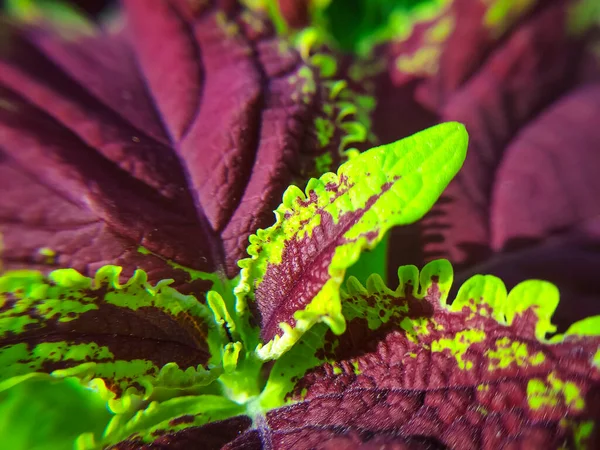Banner Background Image Carnival Coleus Plant Red Vein Foliage — Stock Photo, Image