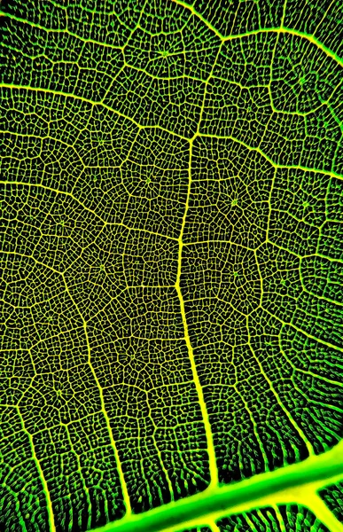 Bir Yaprağın Detaylı Görüntüsü Tasarım Efekti Için Makro Resim Damarı — Stok fotoğraf