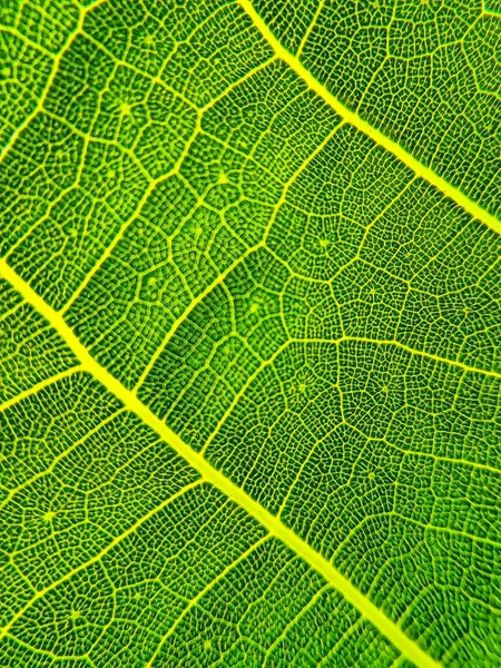 Bir Yaprağın Detaylı Görüntüsü Tasarım Efekti Için Makro Resim Damarı — Stok fotoğraf