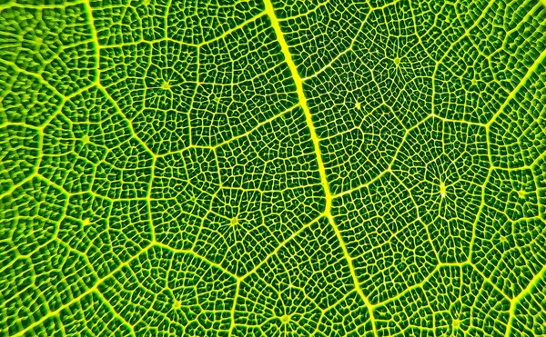 Detail Image Leaf Macro Image Design Effect Vein Midrib Blade — Stock Photo, Image