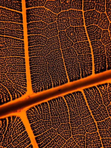Bir Yaprağın Detaylı Görüntüsü Tasarım Efekti Için Makro Resim Damarı — Stok fotoğraf
