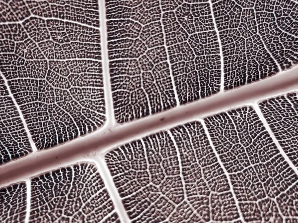 Detaljbilden Ett Löv Makro Bild För Design Effekt Åder Midrib — Stockfoto