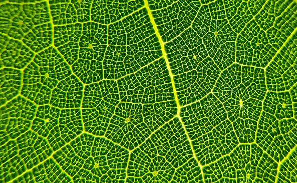 Detail Image Leaf Macro Image Design Effect Vein Midrib Blade — Stock Photo, Image