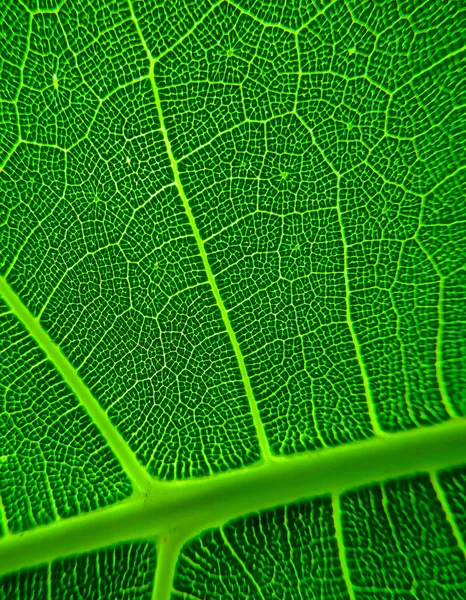 Bir Yaprağın Detaylı Görüntüsü Tasarım Efekti Için Makro Resim Damarı — Stok fotoğraf