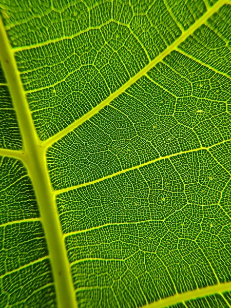 Imagen Detallada Una Hoja Imagen Macro Para Efecto Diseño Vena — Foto de Stock