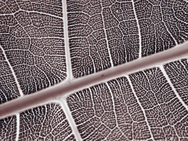 Detaljbilden Ett Löv Makro Bild För Design Effekt Åder Midrib — Stockfoto