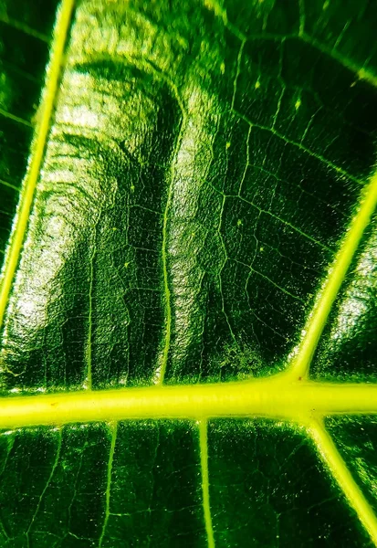 Bir Yaprağın Detaylı Görüntüsü Tasarım Efekti Için Makro Resim Damarı — Stok fotoğraf