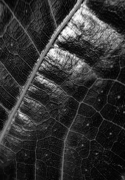 Szczegółowy Obraz Liścia Makroobraz Dla Efektu Projektowego Żyła Midrib Ostrze — Zdjęcie stockowe