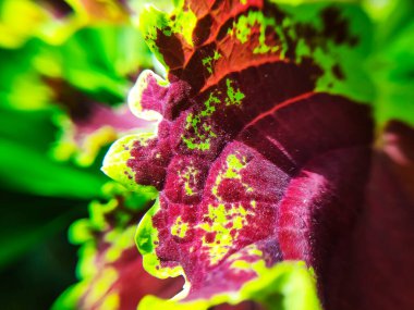 Coleus bitkisinin pankart arkaplan resmi. Kırmızı damar yaprakları.