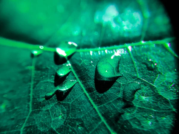 Fondo Natural Imagen Cerca Hermosas Gotas Agua Lluvia Transparente Una — Foto de Stock