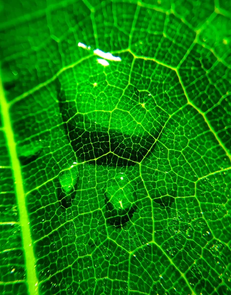 자연적 이미지를 닫습니다 아름다운 방울의 나뭇잎 매크로 있습니다 이슬이 내리고 — 스톡 사진