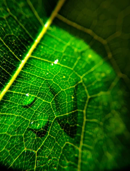 Fondo Natural Imagen Cerca Hermosas Gotas Agua Lluvia Transparente Una — Foto de Stock