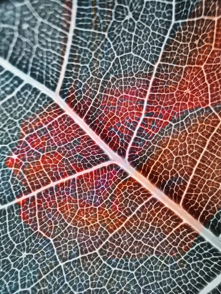 Макроизображение Листьев Красивая Цветная Вена Фон Текстура Природы — стоковое фото